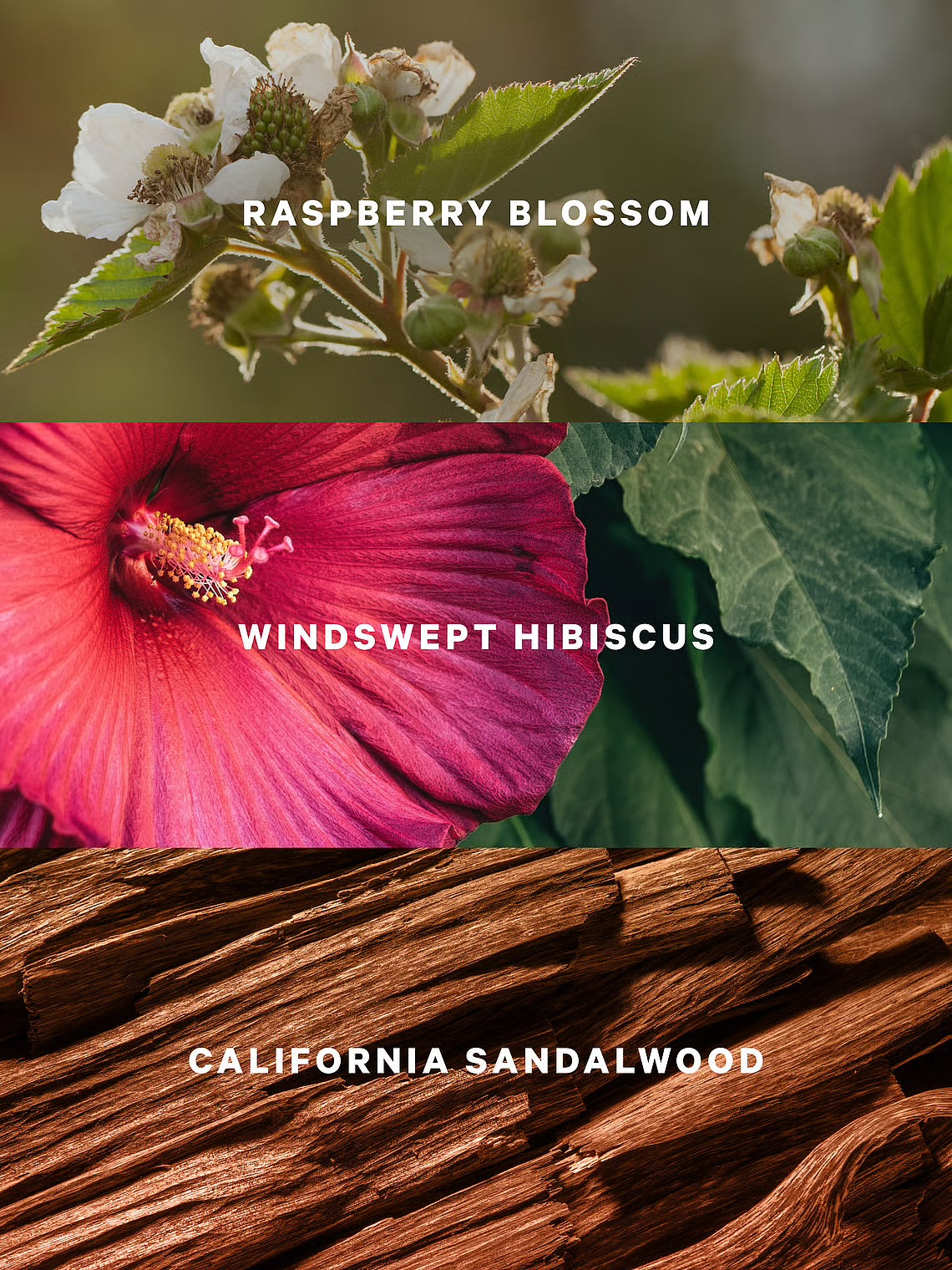 Serene Blooms Mist de Victoria’s Secret