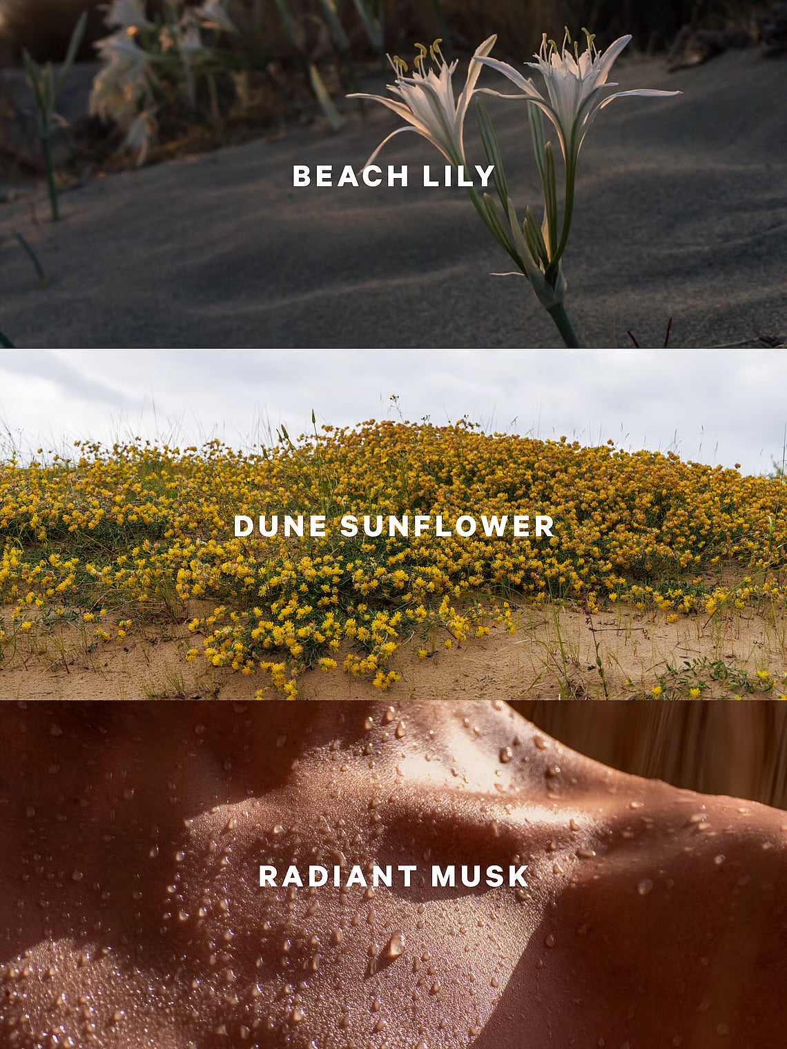 SunDrenched Blooms Mist de Victoria’s Secret