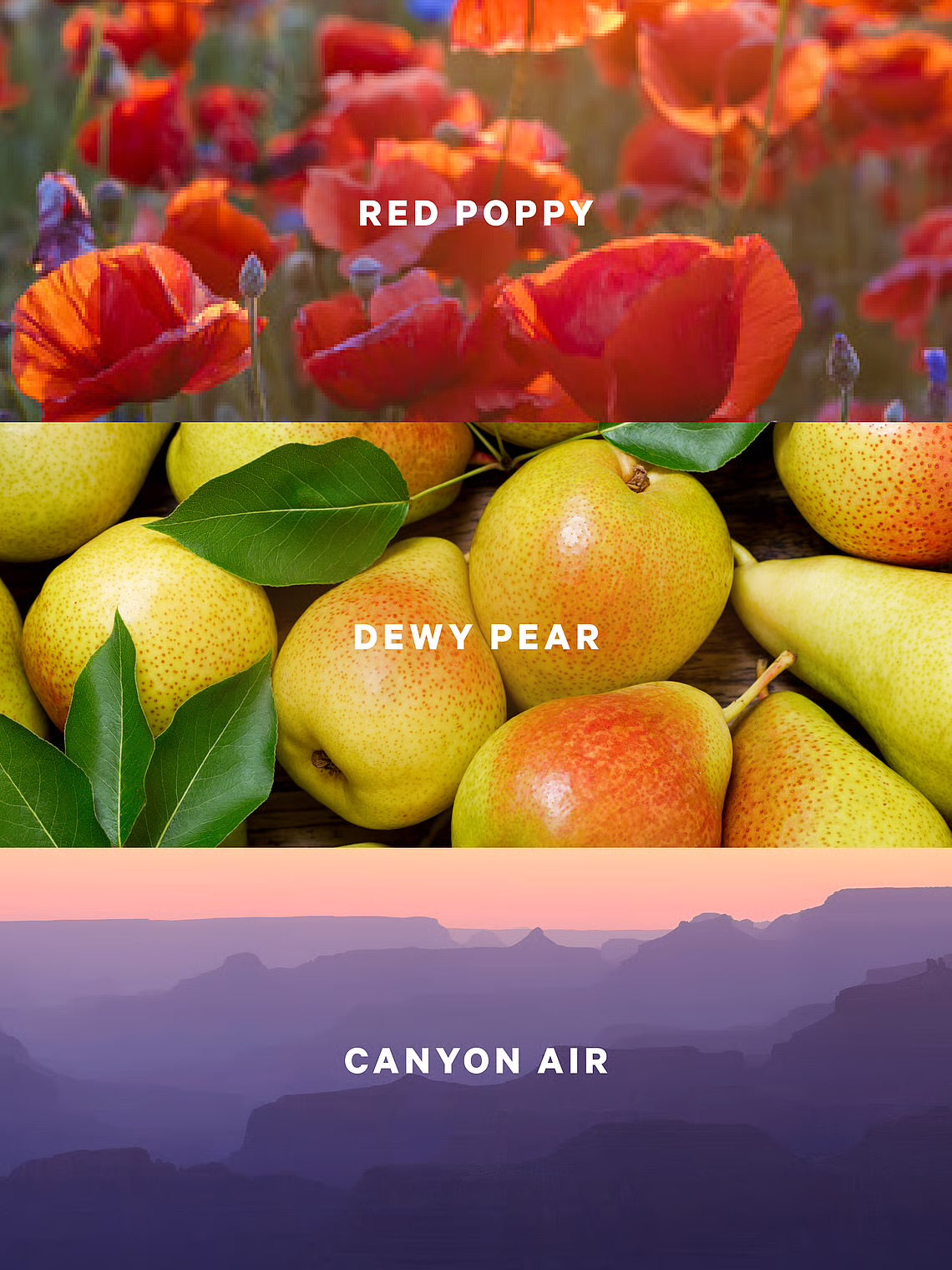 Canyon Blooms Mist de Victoria’s Secret
